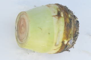 YCL