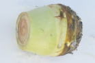 YCL
