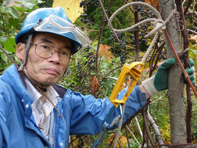 山ぶどう採りする渡辺　幸任