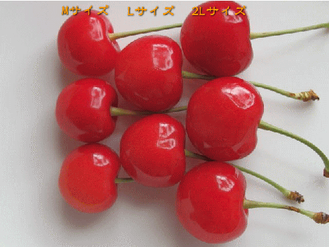 ڂ̑傫